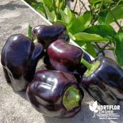 Poivron 'Bellania' noir/rouge - Capsicum annuum