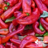 Piment Poivron doux des landes - Capsicum annuum