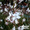 Gaura lindheimeri blanc