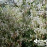 Gaura lindheimeri blanc