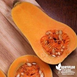 Courge 'Butternut' -...