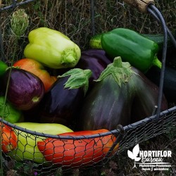 Kit 'Mon potager en 5 Pots' (Légumes greffés)