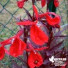 Lobelia 'Queen Victoria' - Lobelia cardinalis fulgens