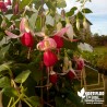 Fuchsia rustique 'Celia Smedley'