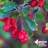 Cranberry 'Steven' (Cranberries) - Vaccinium macrocarpon 'Stevens'