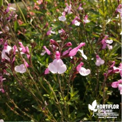 Salvia greigii 'Joy' -...