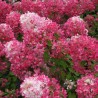 Hydrangea paniculata 'Diamant Rouge'