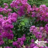 Lagerstromia indica 'Violet d'Eté'