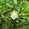 Myrte commun 'Tarentina' - Myrtus communis ssp 'Tarentina'