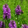 Bétoine - Epiaire BIO** - Stachys officinalis