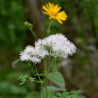 Pigamon -  Thalictrum aquilegifolium