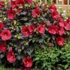 Hibiscus moscheutos SUMMERIFIC® 'Holy Grail' (3L)