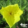 Oenothera missouriensis