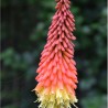 Tritoma 'Papaya' - Kniphofia 'Papaya popsicle'