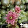 Succulente Joubarbe Araignée - Sempervivum 'Sirius'