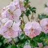 Géranium vivace 'Biokovo' - Geranium cantabrigiense 'Biokovo'