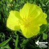 Oenothera missouriensis