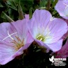 Oenothera speciosa rose