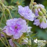 Géranium vivace 'Nuages' - Geranium pratense 'Cloud Nine'