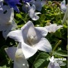 Platycodon grandiflorus 'Album' blanc