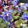 Plumbago de Chine - Ceratostigma plumbaginoides