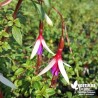 Fuchsia rustique magellanica 'Arauco'