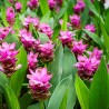 Curcuma BIO** - Curcuma longa