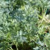 Absinthe BIO**- Artemisia absinthium