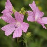 Mauve rose BIO** - Malva moschata