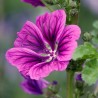 Mauve de Mauritanie violette BIO** - Malva sylvestris