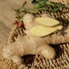 Gingembre - Zingiber officinale