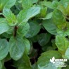 Menthe Cassis BIO** - Mentha spp 'Blackcurrant'