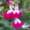 Salvia microphylla 'Cherry Lips' - Sauge microphylla 'Cherry Lips' (3L)