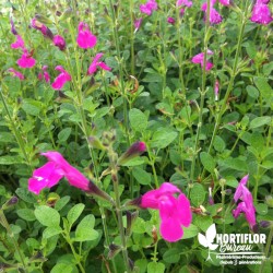 Salvia microphylla Rose Intense - Sauge microphylla rose intense (3L)