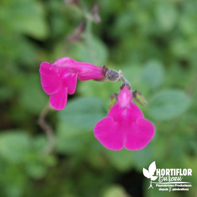 Salvia microphylla Rose Intense - Sauge microphylla rose intense (3L)