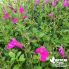 Salvia microphylla "Cera Potosi" - Sauge microphylla fluo (3L)