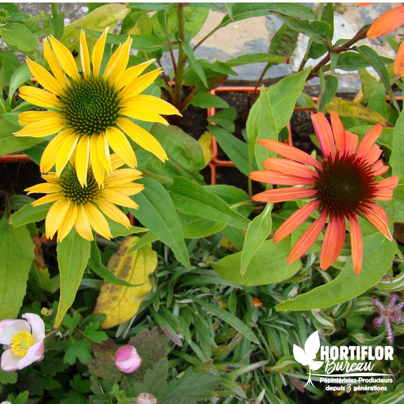 Echinacea purpurea 'Cheyenne Spirit' (3L) (Rudbeckia)