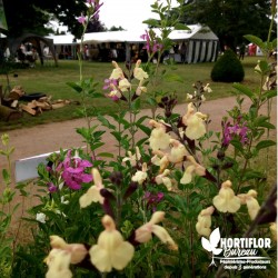 Salvia microphylla jaune -...