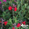 Salvia microphylla 'Royal Bumble' - Sauge microphylla 'Royal Bumble'