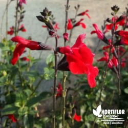 Salvia microphylla 'Royal...