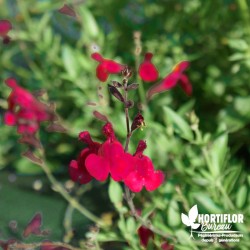 Salvia greigii 'Bordeaux' -...