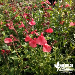 Salvia microphylla abricot...