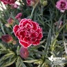 Oeillet anglais 'Sugar Raspeberry®' - Dianthus plumarius x