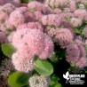 Sedum spectabile 'Brilliant' rose (Orpin)