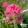 Valériane rouge - Centranthus ruber