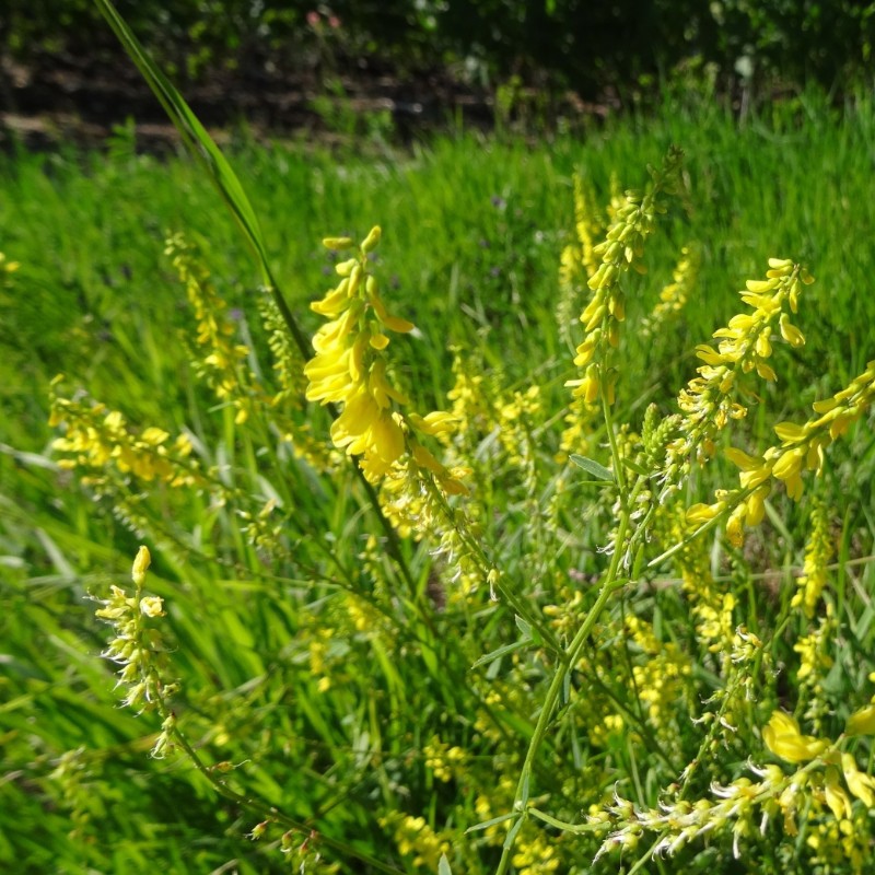 Vanille Boréale Mélilot BIO** - Melilotus officinalis