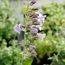 Nepita BIO**- Nepeta calaminta