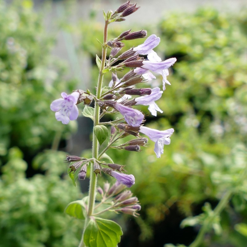 Nepita Corse BIO**- Clinopodium nepeta !