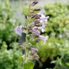 Nepita Corse BIO**- Clinopodium nepeta !