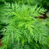 Armoise annuelle BIO**- Artemisia annua 'Sweet Annie'